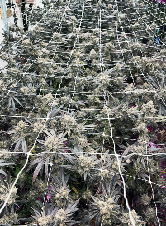 HOW POTENCY WORKS IN THCA HASH