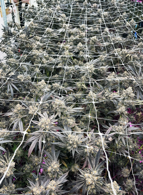 HOW POTENCY WORKS IN THCA HASH