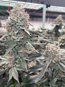 How to Read a COA (Certificate of Analysis)