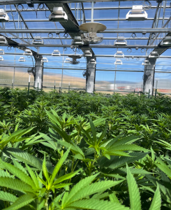 How to Choose Quality Hash at a Dispensary