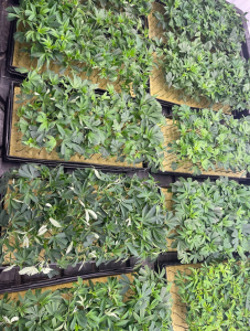 Glossary of Hash Terms